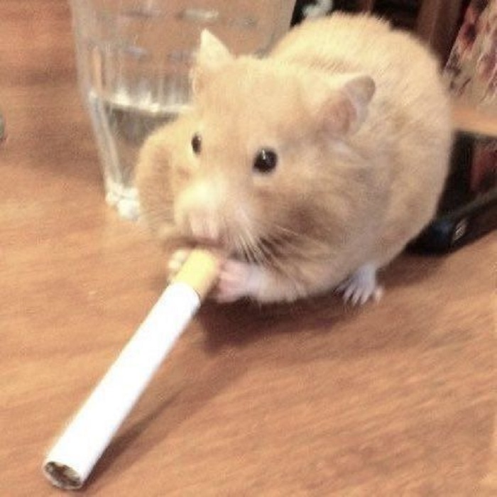 hình ảnh meme hamster đẹp