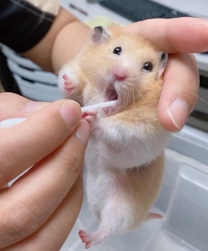 hình ảnh meme hamster siêu cute