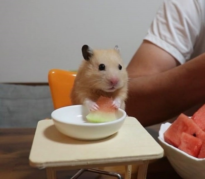 hình ảnh meme hamster siêu đáng yêu
