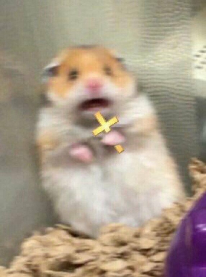 hình ảnh meme hamster siêu đẹp