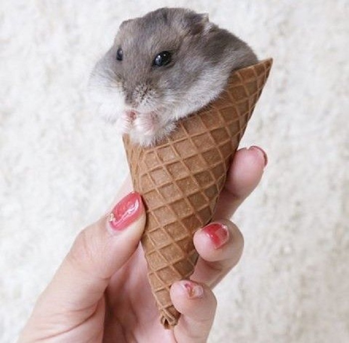 hình ảnh meme hamster
