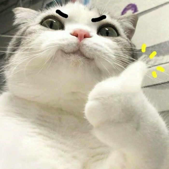 hình ảnh meme like cute