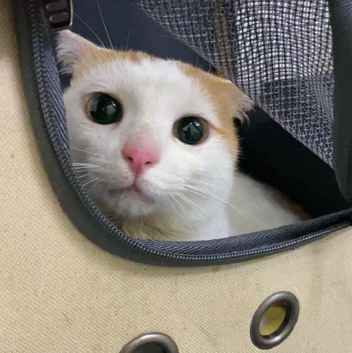 hình ảnh meme mèo cute cực đẹp