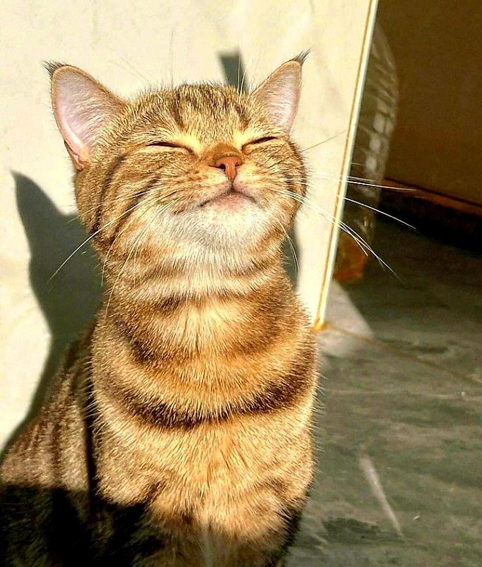 hình ảnh meme mèo cute cực xinh