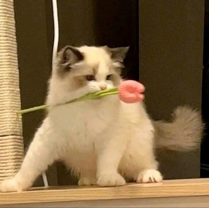 hình ảnh meme mèo cute đẹp nhất