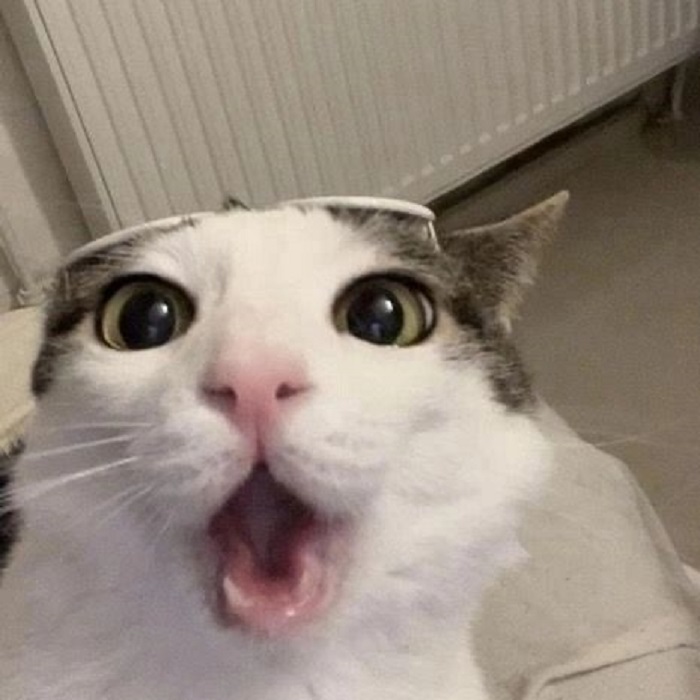 hình ảnh meme mèo cute nhất