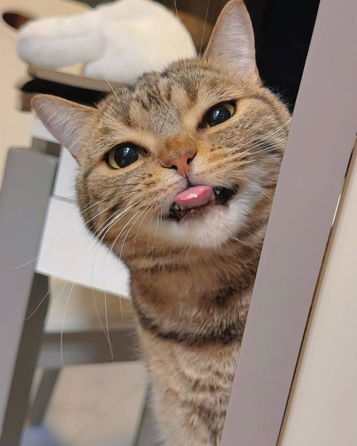 hình ảnh meme mèo cute siêu xinh
