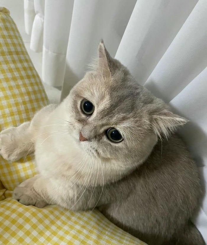 hình ảnh meme mèo cute