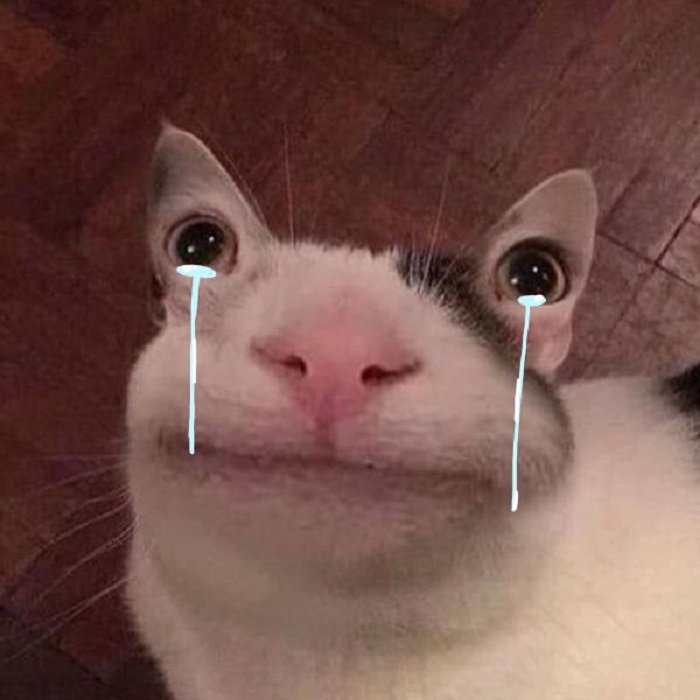 hình ảnh meme mèo khóc chế
