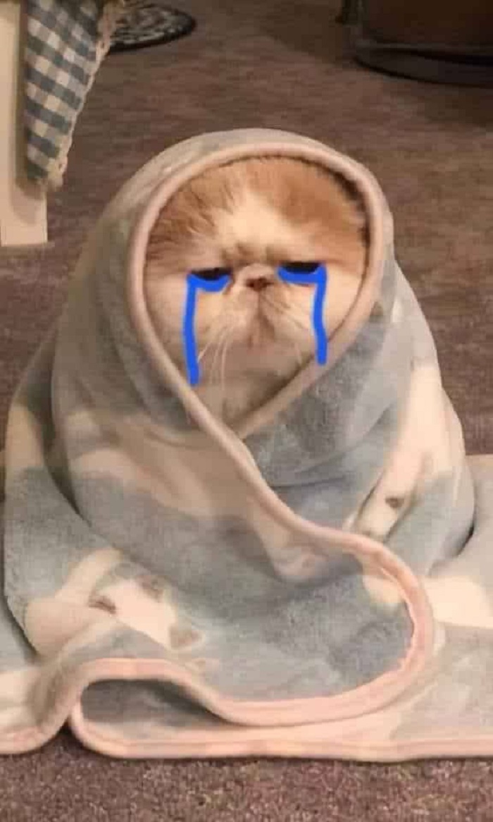hình ảnh meme mèo khóc cực cute