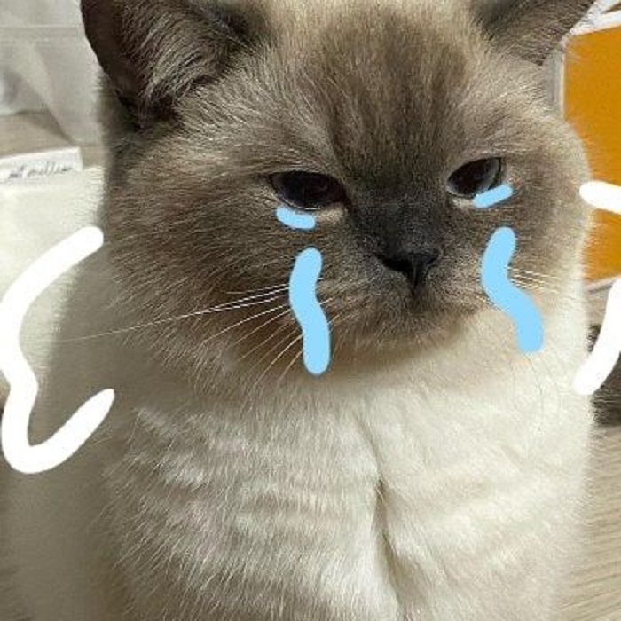 hình ảnh meme mèo khóc cute nhất
