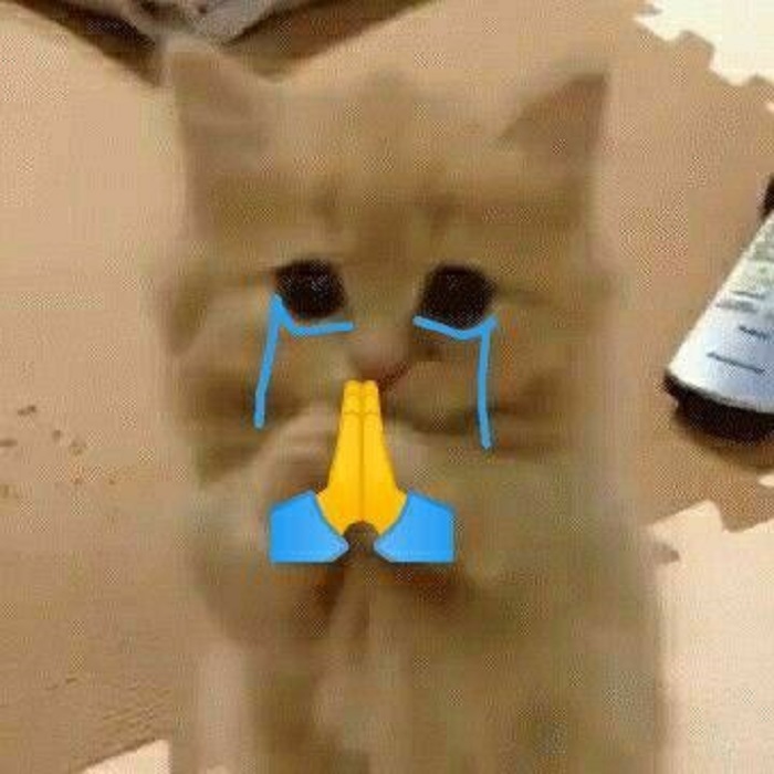 hình ảnh meme mèo khóc cute xỉu
