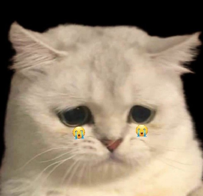 hình ảnh meme mèo khóc cute