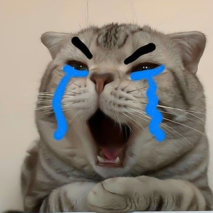 hình ảnh meme mèo khóc đẹp