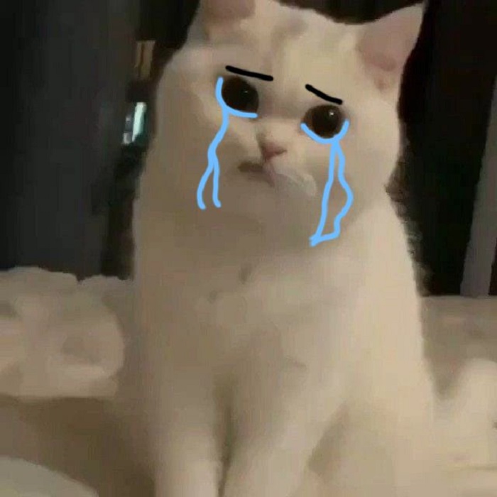 hình ảnh meme mèo khóc hài nhất