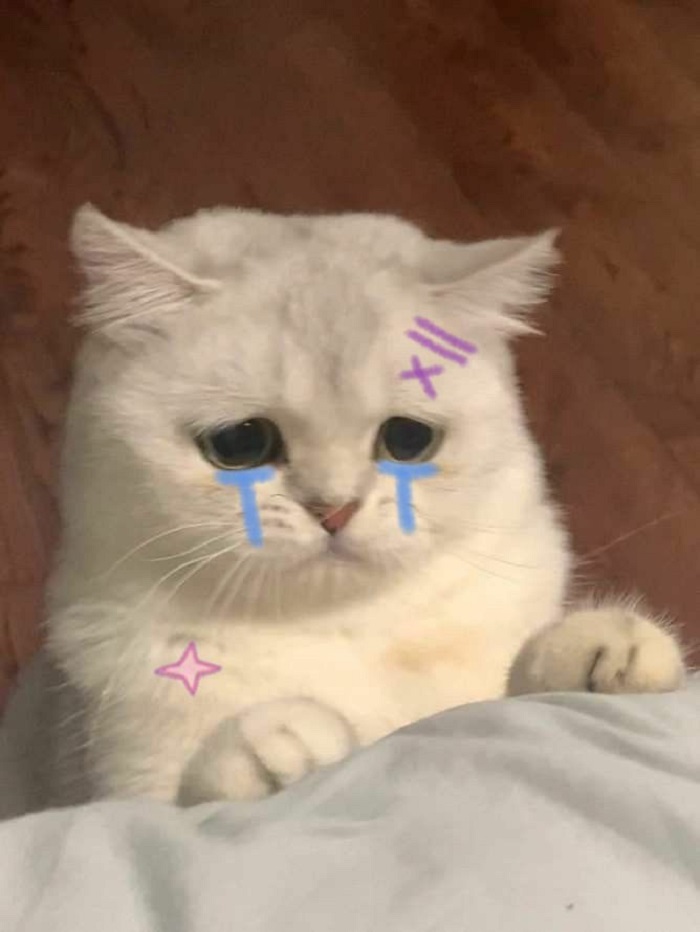 hình ảnh meme mèo khóc siêu cute