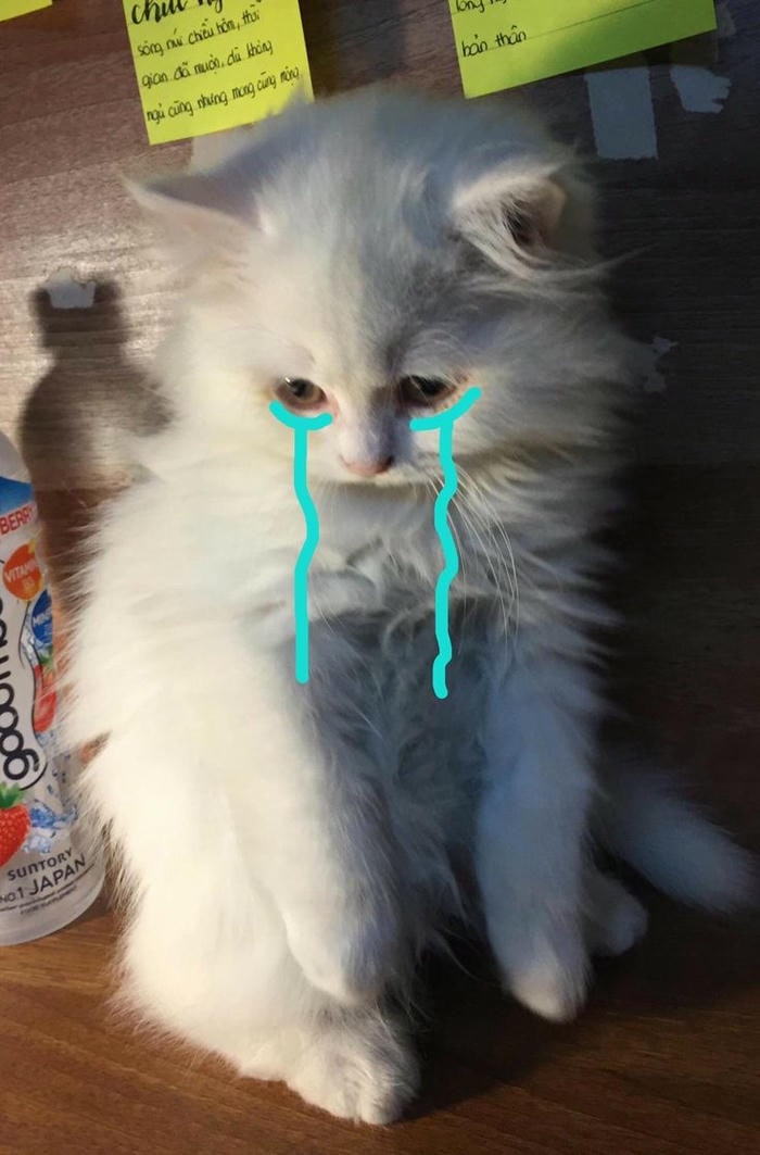 hình ảnh meme mèo khóc