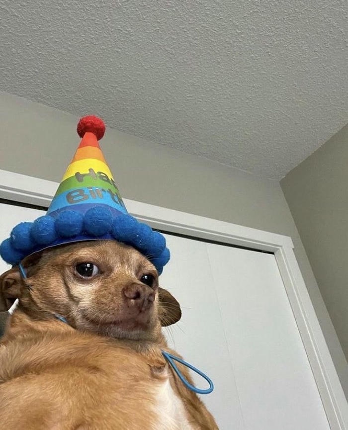 hình meme happy birthday cute nhất