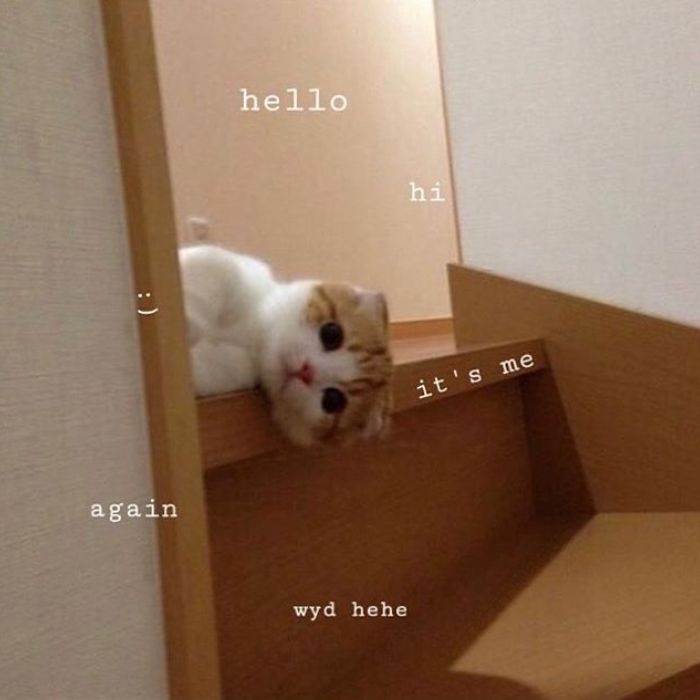 hình meme hello đáng yêu nhất