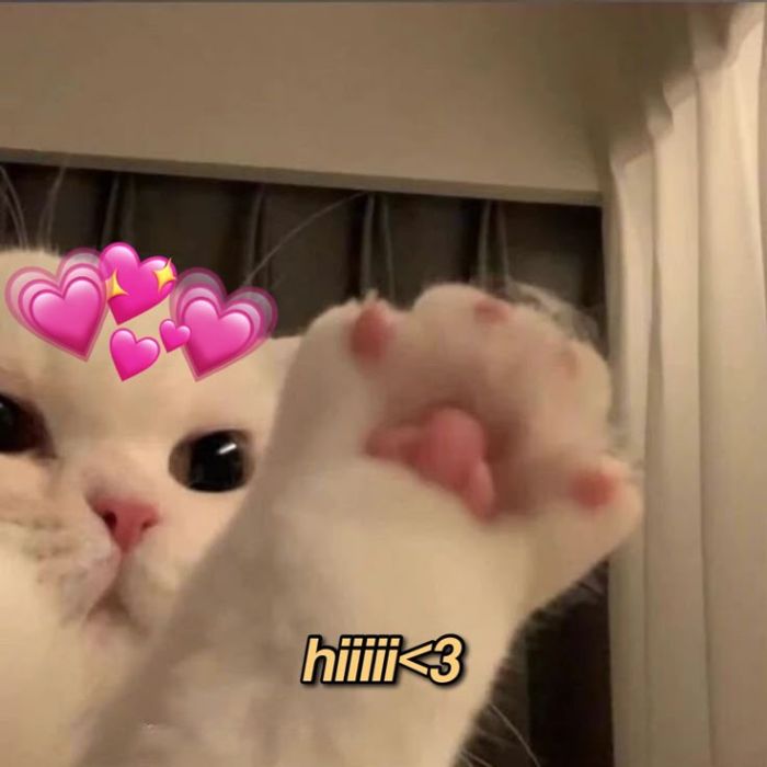 hình meme hello mèo đáng yêu