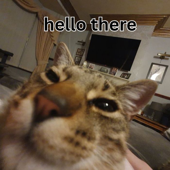 hình meme hello mèo xinh