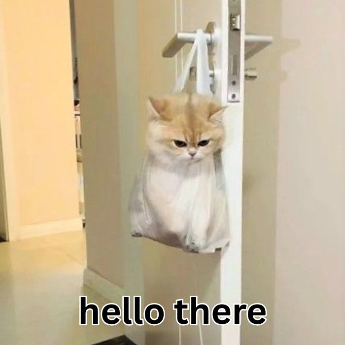 hình meme hello siêu đáng yêu