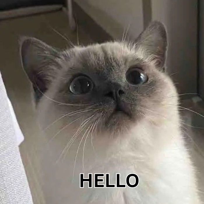 hình meme hello siêu đẹp