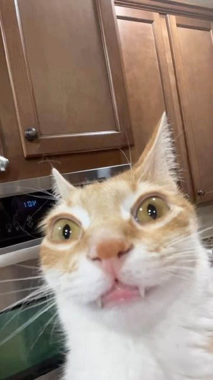 hình meme mèo bựa cute nhất