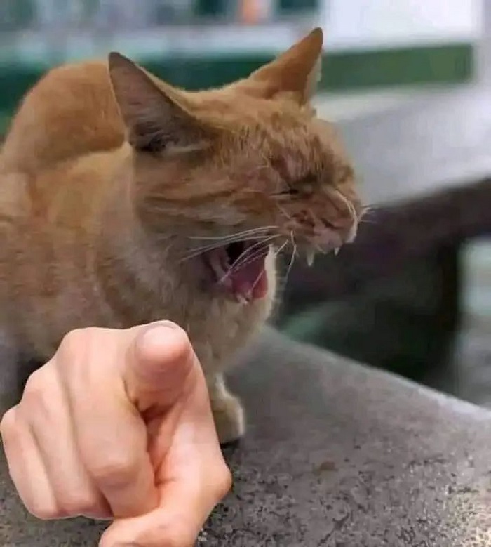 hình meme mèo bựa cute