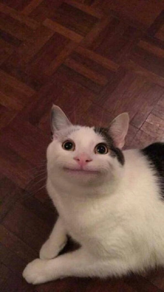 hình meme mèo bựa hài