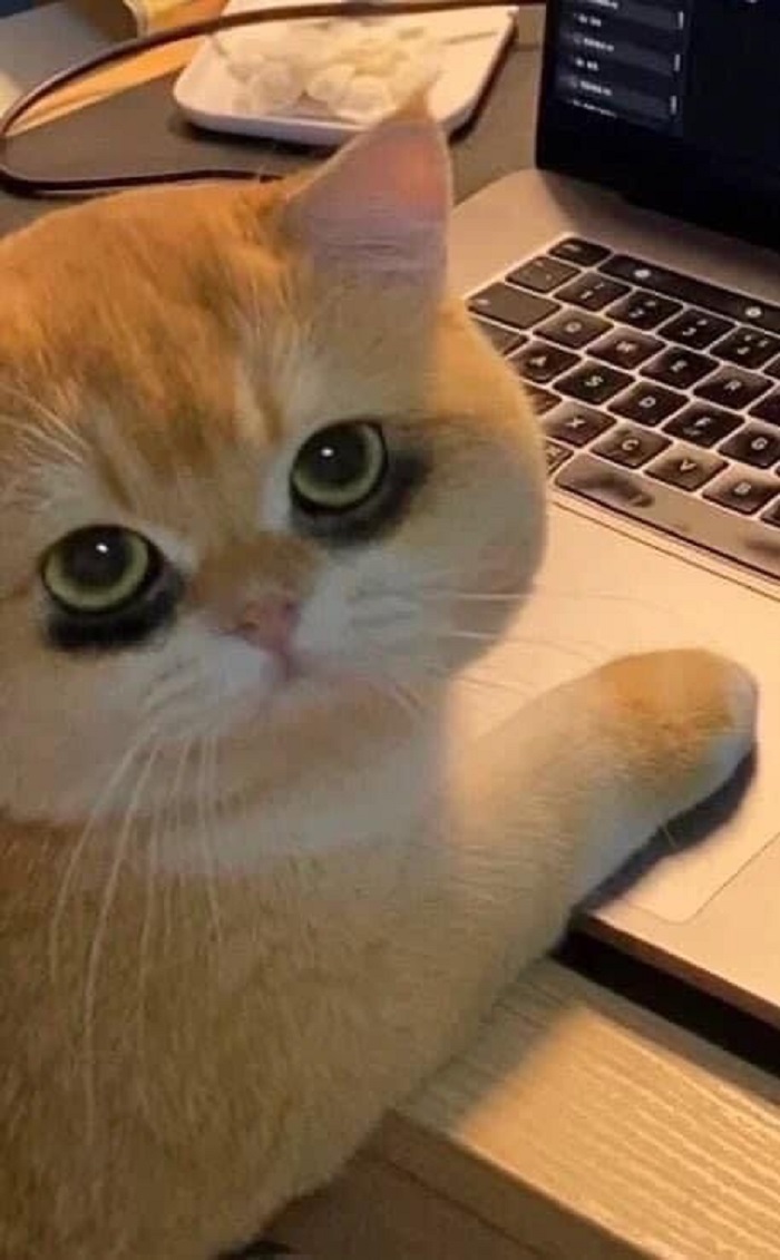 hình meme mèo bựa siêu cute