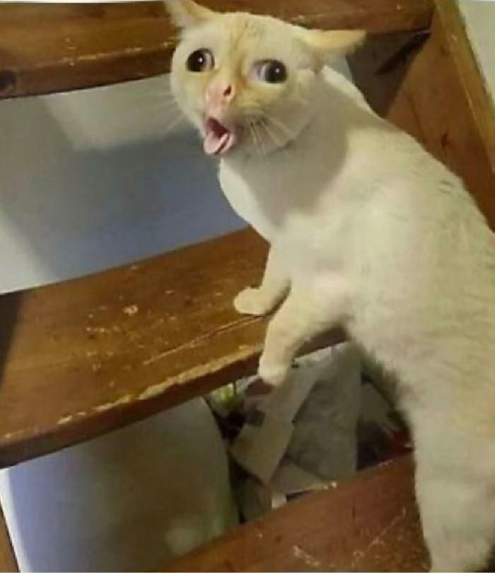 hình meme mèo bựa siêu hài