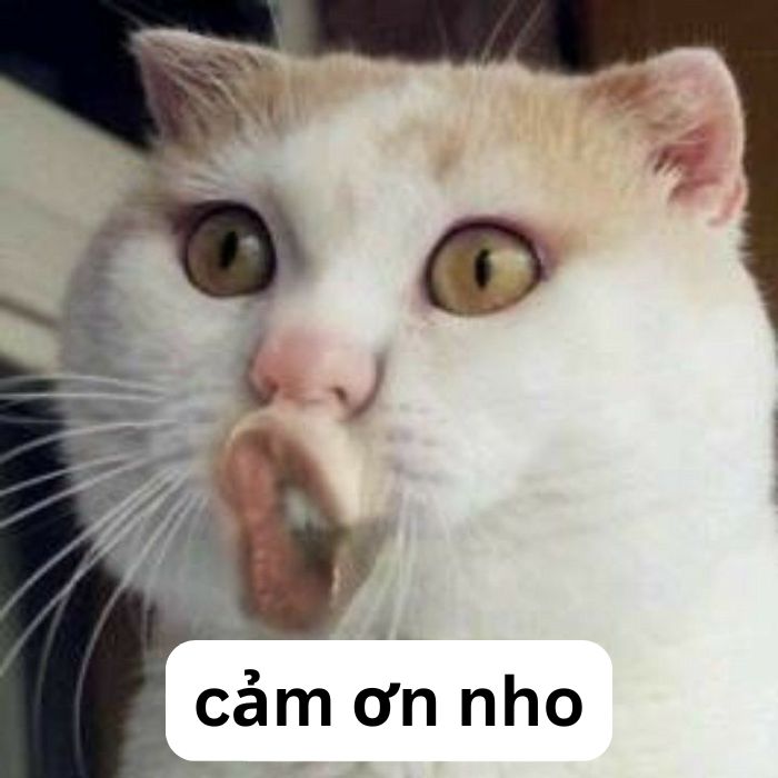 meme cảm ơn cute nhất