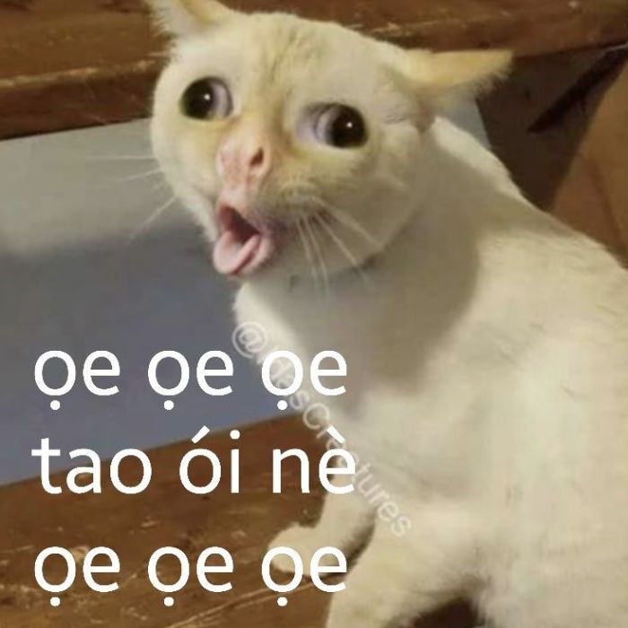 meme chê hài