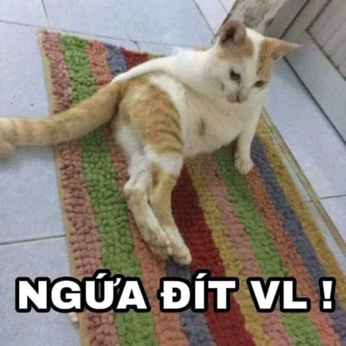 meme chê siêu hài