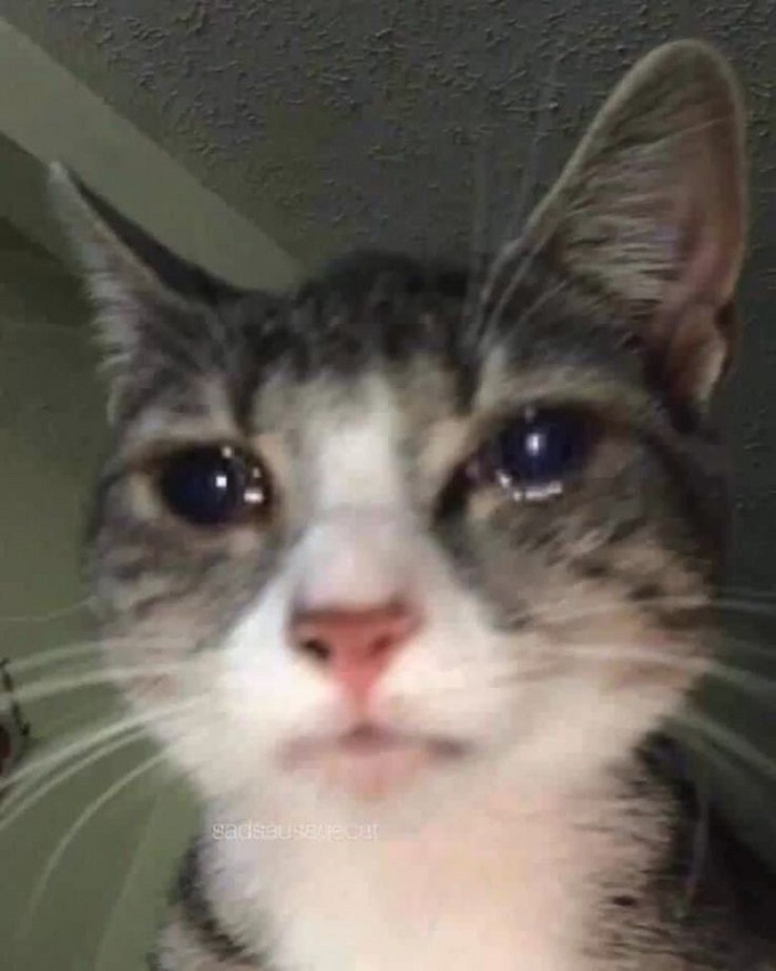 meme crying mèo khóc