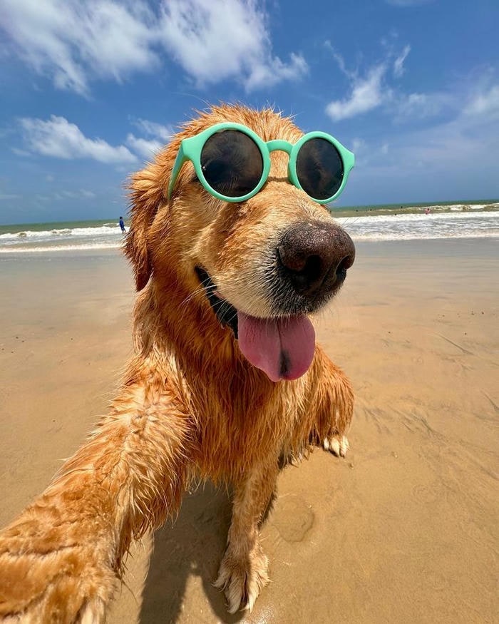 meme dog cực cute