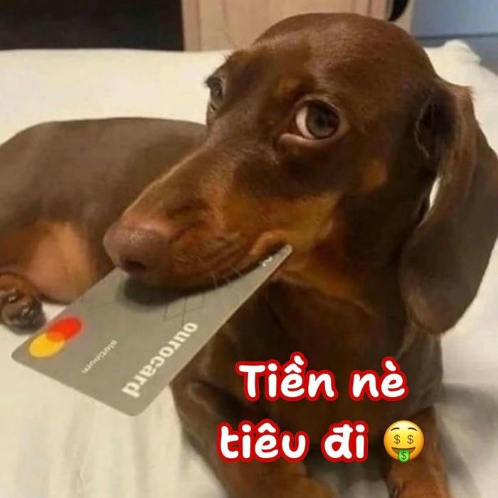 meme dog cực hài hước
