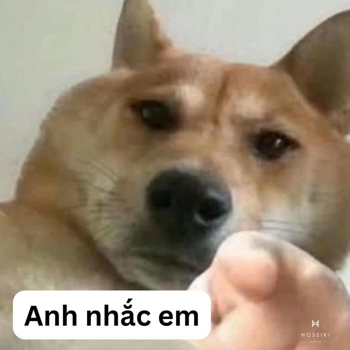 meme dog cực hài