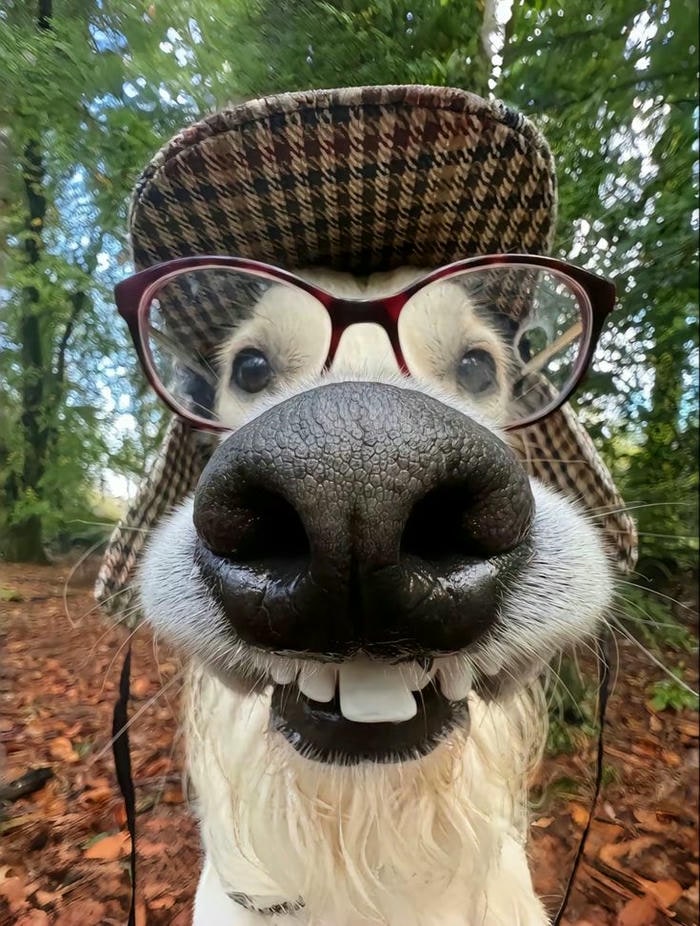 meme dog cute nhất