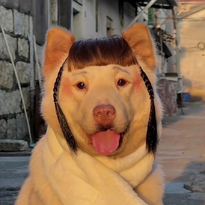 meme dog cute