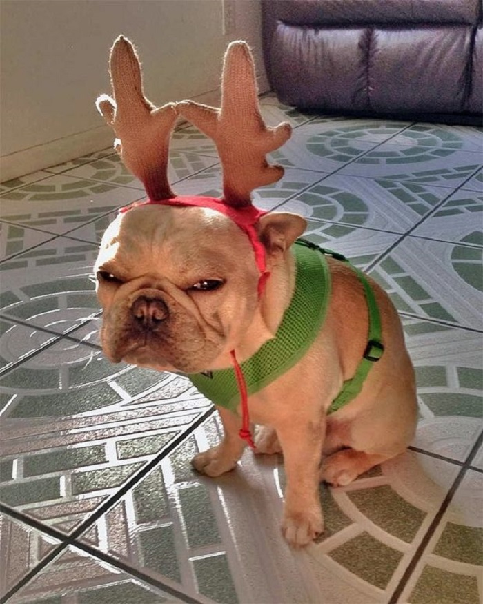 meme dog hài bựa