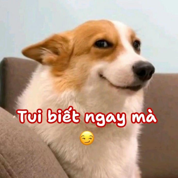 meme dog hài hước