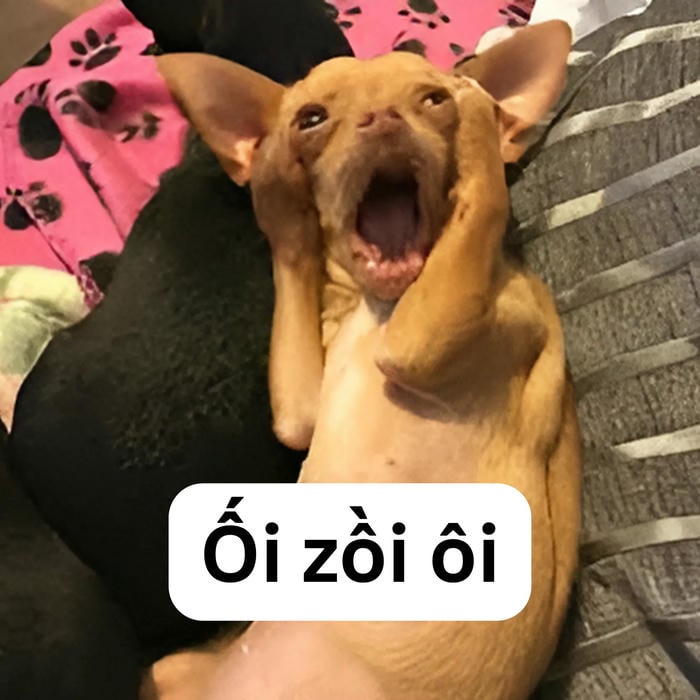 meme dog hài