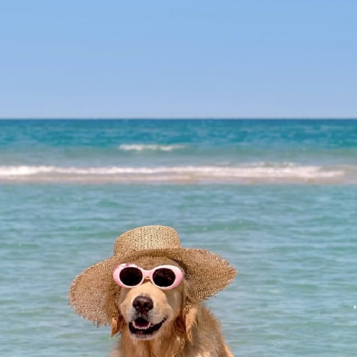 meme dog siêu cute