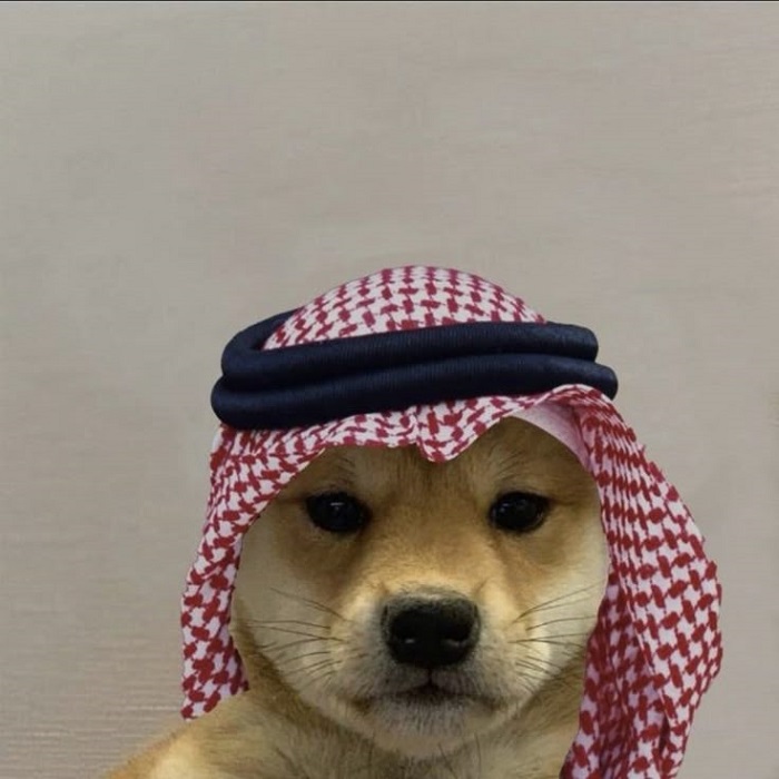 meme dog siêu hài bựa