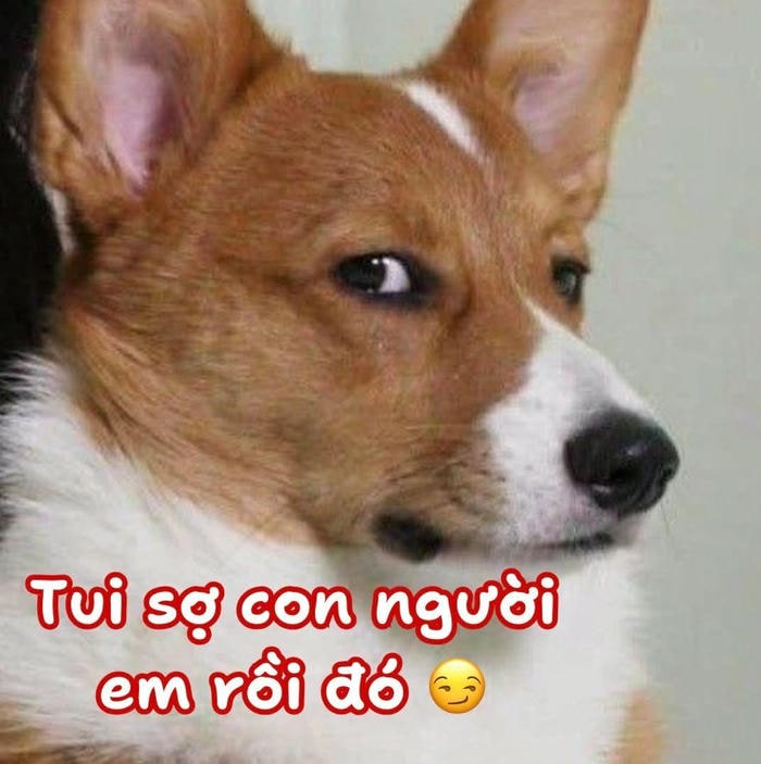 meme dog siêu hài hước