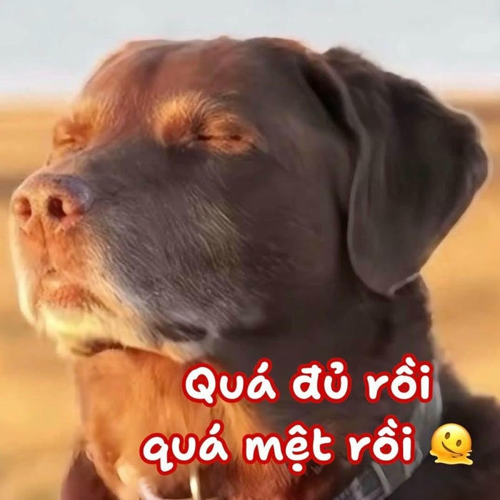meme dog siêu hài