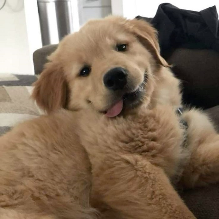 meme dog