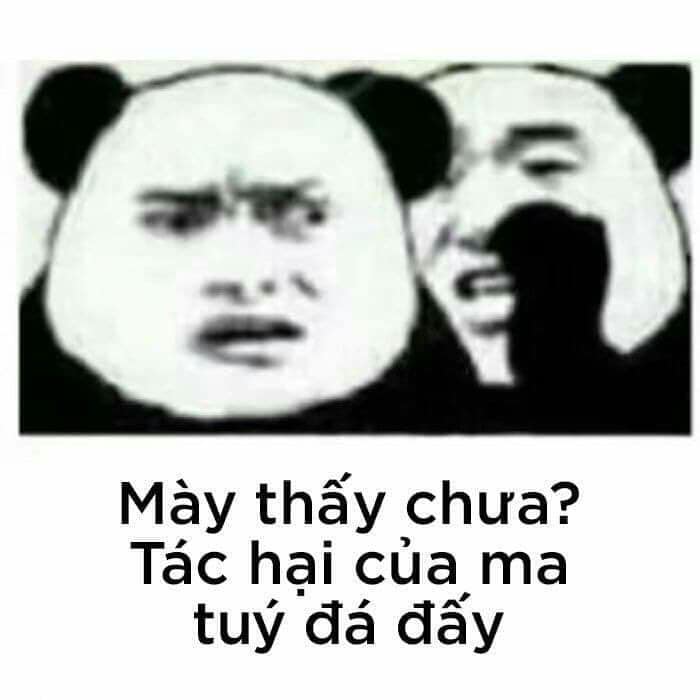 meme gấu trúc chế